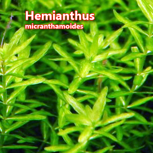 Hemianthus micranthamoides